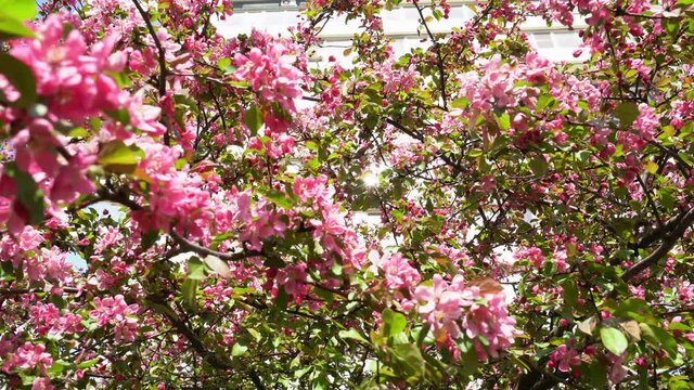The branches of an apple tree with pink flowers in the garden swing in the wind in spring.