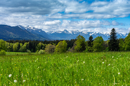 Flachwanderung im Voralpenland: Alpenblick von Wies, Wildsteig aus in Richtung der Allg&auml;uer Alpen, &Ouml;sterreich im Fr&uuml;hling