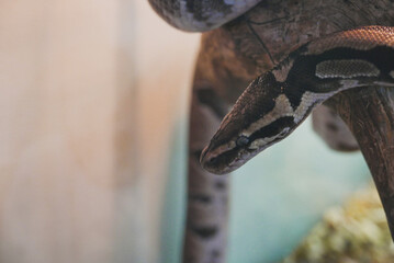 close up of a python snake
