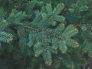 large pine branch close-up, top view