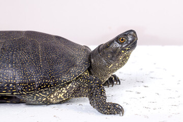 Small land turtle for home breeding on a light background with a copy space.