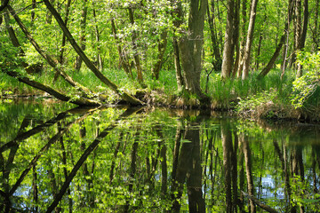 Fototapeta na wymiar The nature reserve briese swamp (Briesetal) in federal state Brandenburg - Germany