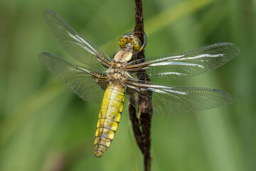 junge weibliche Plattbauch-Libelle