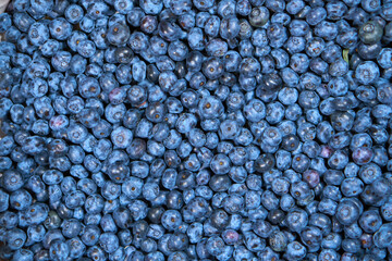 Background from Blueberry. completely closed blueberry for screensaver. Blue berries. Natural. High quality photo