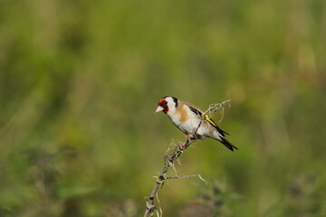 Goldfinch [Carduelis carduelis] A Goldfinch [Carduelis carduelis] Perched on a small twig