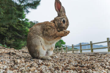 瀬戸内海国立公園大久野島のうさぎ　広島県竹原市