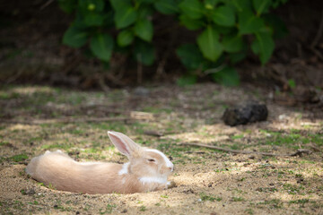瀬戸内海国立公園大久野島のうさぎ　広島県竹原市