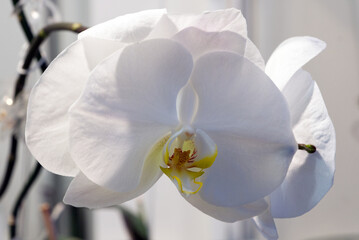 White orchid with large petals creates comfort and romantics at home.