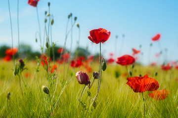 Obraz premium Red poppy flowers field in the sunny spring rural Serbia