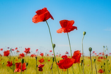 Red poppy flowers field in the sunny spring rural Serbia