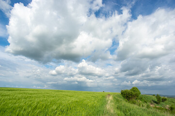 Obraz premium Summer landscape, wheat field on a summer day