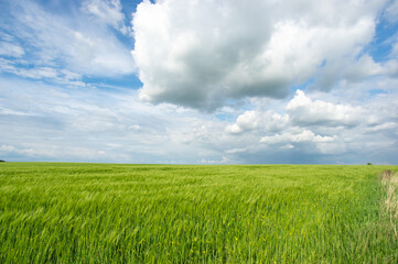 Summer landscape, wheat field on a summer day