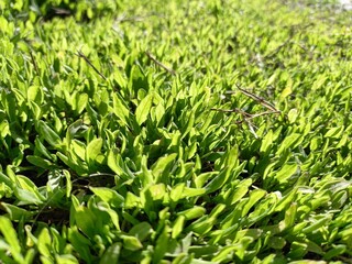 grass