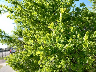 green leaves in the garden