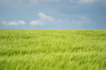 Summer landscape, wheat field on a summer day