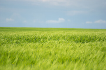 Summer landscape, wheat field on a summer day