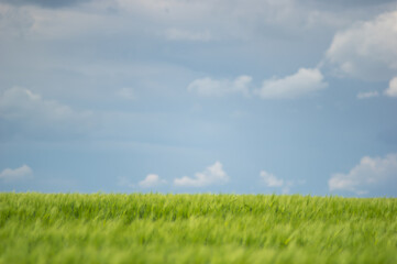 Fototapeta na wymiar Summer landscape, wheat field on a summer day