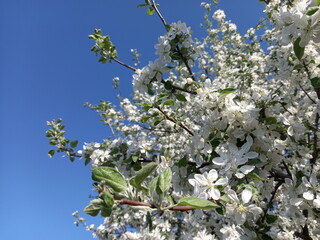 blossoming tree