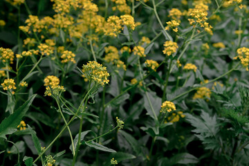Yellow flowers in the garden