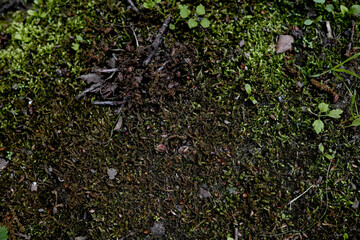 Green moss on the ground