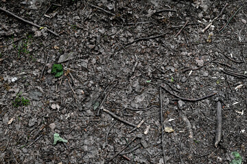 Forest soil texture