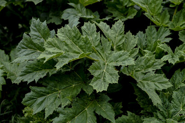 Green leaves of a plant