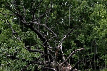 Sprawling withered tree in the forest