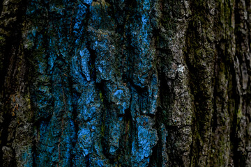 Blue paint on the bark of a tree