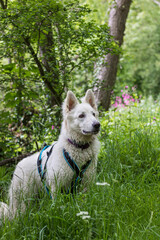 Chien berger suisse mouillé sortant de la rivière en en Normandie