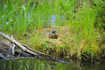 A breeding pomeranian duck in Briese swamp (Briesetal), federal state Brandenburg - Germany 
