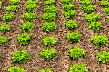 lettuce plants growing on the field