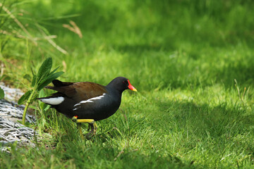 Teichralle Gallinula chloropus auf der grünen Wiese