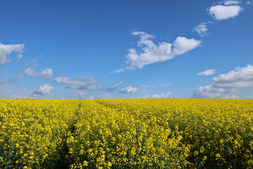 Obraz premium Rapsfeld mit blauem Himmel und weißen Wolken