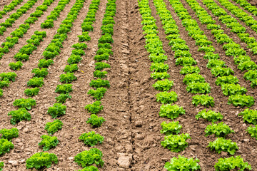 Fototapeta na wymiar different lettuce plants in rows on the field