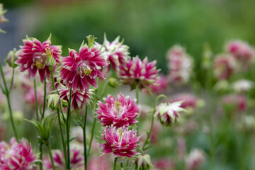 Fototapeta premium Columbine (Aquilegia vulgaris 'Nora Barlow') 