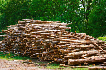 Forest wood industry, wood trunks timber harvesting in forest. Natural wood background. Log trunks pile, logging timber.