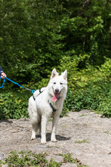 Chien berger suisse mouillé sortant de la rivière en en Normandie