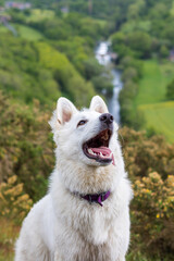 Chien berger suisse s’amusant dans un champ en Normandie