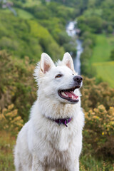 Chien berger suisse s’amusant dans un champ en Normandie