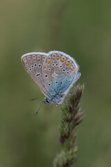 Fototapeta na wymiar Common blue butterfly macro green background