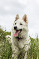Chien berger suisse s’amusant dans un champ en Normandie