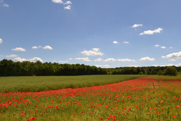 Paysage rural aux coquelicots