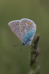 blue brown butterfly macro in meadow green background