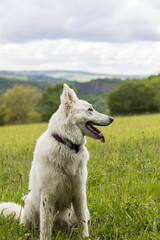 Chien berger suisse s’amusant dans un champ en Normandie