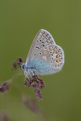 detailed butterfly in grass with green background