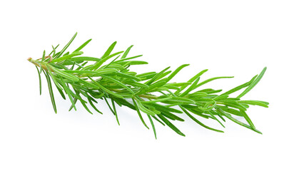 fresh rosemary isolated on white background