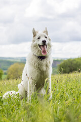 Chien berger suisse s’amusant dans un champ en Normandie
