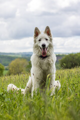 Chien berger suisse s’amusant dans un champ en Normandie