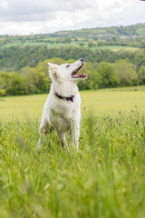 Obraz premium Chien berger suisse s’amusant dans un champ en Normandie