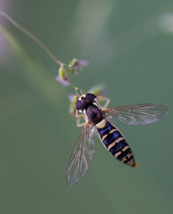 hoverfly closeup details with grey green background